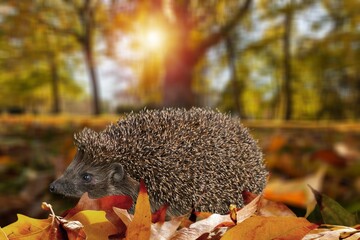 Cute hedgehog pet on nature background