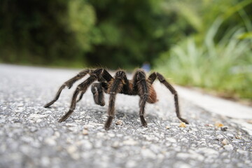 Lasiodora parahybana on a road near Baturité Ceará, Brazil.