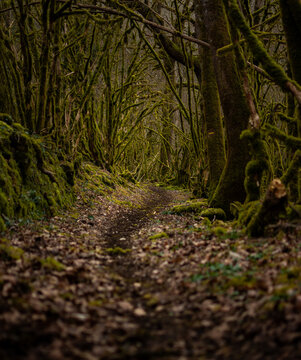petit chemin de for&ecirc;t