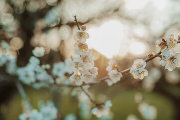 夕焼けと梅の花