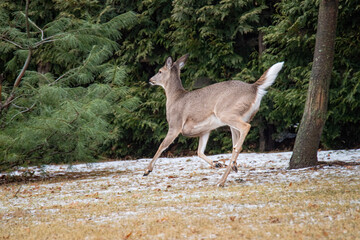 Young Female Whitetail Deer Runs Through a Yard with Tail Up
