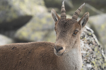 A mountain goat close up