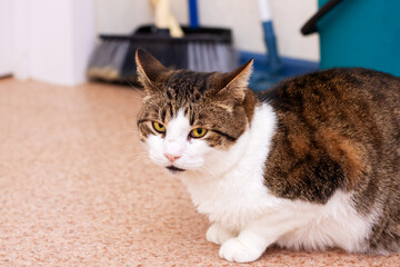 A brown and white cat with beautiful yellow eyes sits on the floor