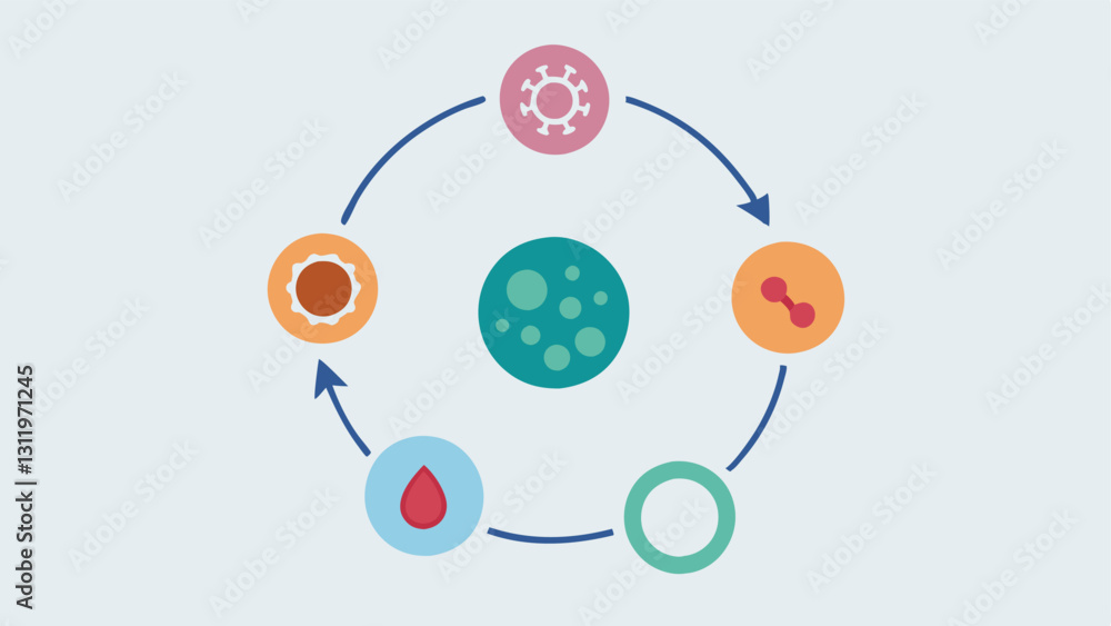 Poster skin renewal cycle a circular flowchart representing the continuous cycle of skin cell turnover with
