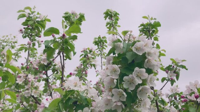 Tree branches covered with beautiful spring pink and white flowers. Spring time blossoming.	
