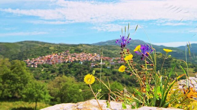 Seulo, Sardinia small mountain village town of Seulu, Italy, beautiful scenic landscape of longevity blue zone with wild wildflowers dandelion