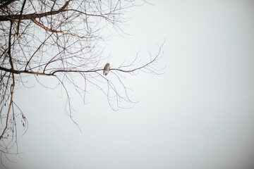 A barred owl sitting on a branch in snowy Vermont.