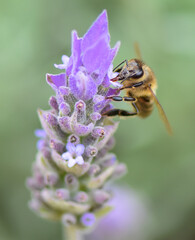 abeja 2