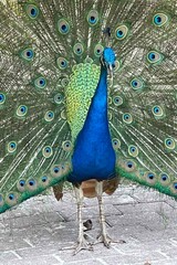 Vibrant Peacock in High-Quality Color – Majestic Exotic Bird Photography