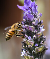 abeja
