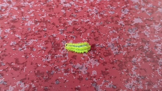 Parasa lepida, nettle caterpillar or blue-striped nettle larva moves on red ceramic tiles.