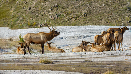 Wapiti