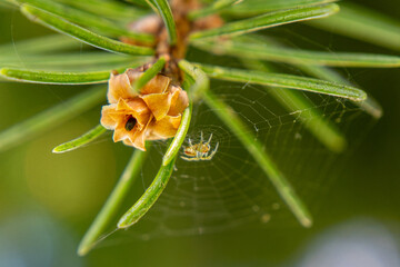 macro