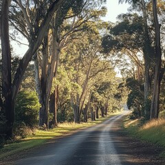 Obraz premium A quiet rural road lined with trees,