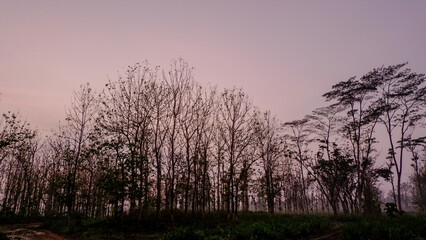 the cold morning while watching the sun rise behind the trees