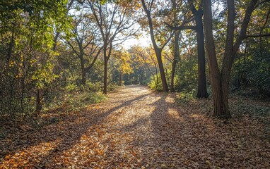 Obraz premium A peaceful autumn forest path covered in golden leaves with soft sunlight filtering through the trees