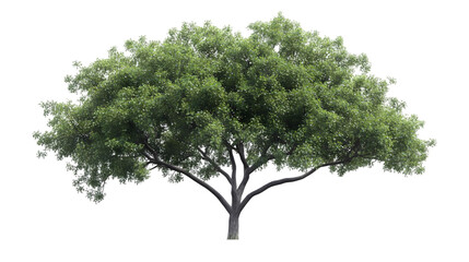 Fototapeta premium Lush green tree with a broad canopy standing alone against a white background, symbolizing nature