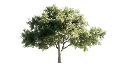 Lush green tree with dense foliage isolated on white background, ideal for nature-themed designs
