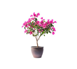 Fototapeta premium A flower in a pot
