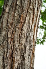 Fototapeta premium Serene Collection of Ancient Trees Isolated on Clean White Background Perfect for Design Projects