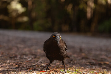 Rußkrähenstar, Strepera versicolor in Huon Campground Südwest Tasmanien Wildnis.
