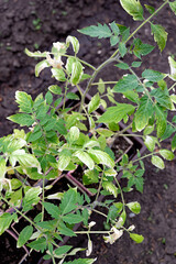 Green tomato plant showing signs of disease in a garden bed during early spring
