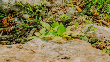 photo of grass in a park