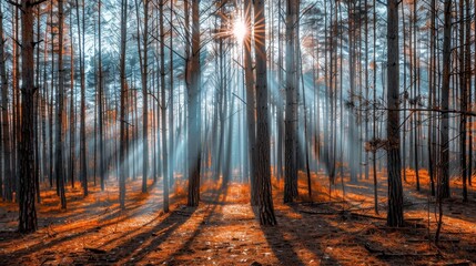 Obraz premium Serene Virtual Meeting Room Surrounded by Trees and Gentle Sunlight in Forest