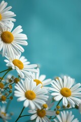 Fototapeta premium Daisies arranged beautifully against a textured blue background showcasing their vibrant yellow centers and white petals