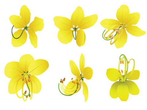Collection of cassia fistula flower or kanikonna flower for kerala Vishu Festival 