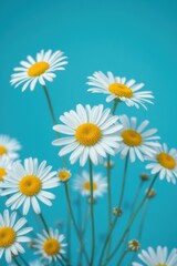 Fototapeta premium Daisies arranged beautifully against a textured blue background showcasing their vibrant yellow centers and white petals
