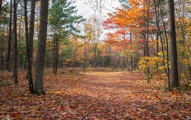 Obraz premium A vibrant autumn forest with orange, red, and yellow leaves on the ground