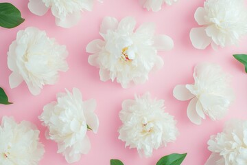 Flat lay pattern, white peonies on a pastel pink background.   Valentine's Day and Mother's Day Concept.