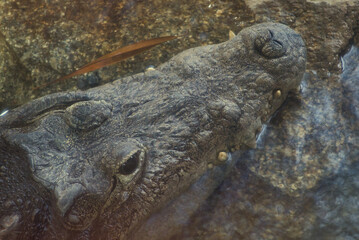 close up of a crocodile head
