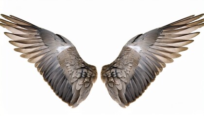 Fototapeta premium eagle in flight on white background