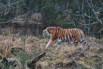 tiger in the grass