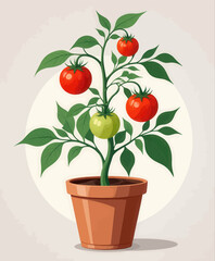 Potted tomato plant with red and green fruit