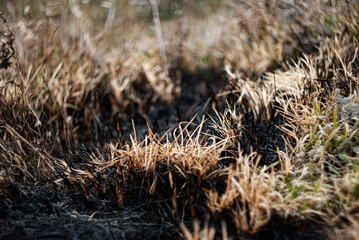 Charred grass and dry vegetation after wildfire damage in a forest area with contrasting greenery nearby