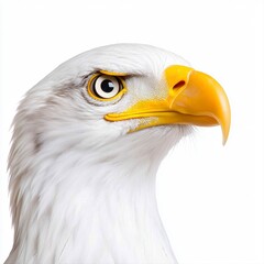 Obraz premium Captivating eagle with bright yellow beak and distinctive black head posed elegantly against a pure white background