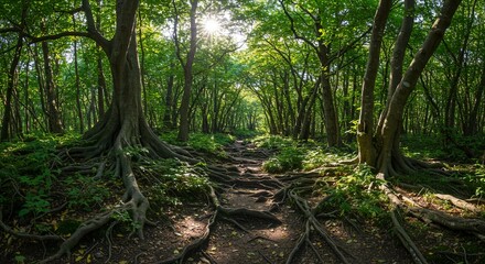 Obraz premium Sunlit Forest Path with Exposed Tree Roots Lush Green Canopy Tranquil Nature Scene
