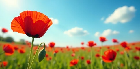 Red poppy in a field of other flowers with a sunny sky, blossom, red poppy