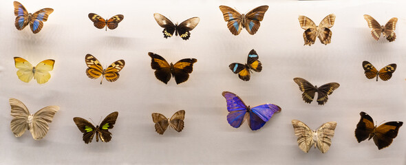 photo of a panel with 18 beautiful preserved butterflies and moths of different colors, shapes and...
