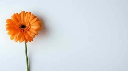 Orange gerbera daisy with green stem isolated on white background, minimalist floral composition with copy space for text or design elements.