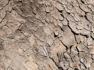 Dry tree bark texture as background