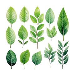 Set of green tree leaves