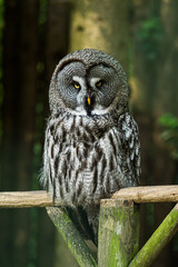 Great grey owl sitting on his fence and looking at you suspiciously