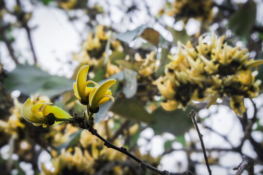 bunch of yellow Polash or palash or bastard teak flower on a tree with dry branches