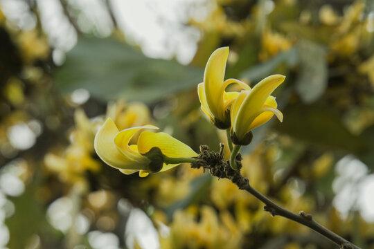 bunch of yellow Polash or palash or bastard teak flower on a tree with dry branches