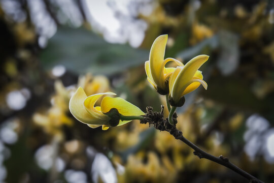 bunch of yellow Polash or palash or bastard teak flower on a tree with dry branches