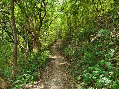 Tranquil forest trail path through nature